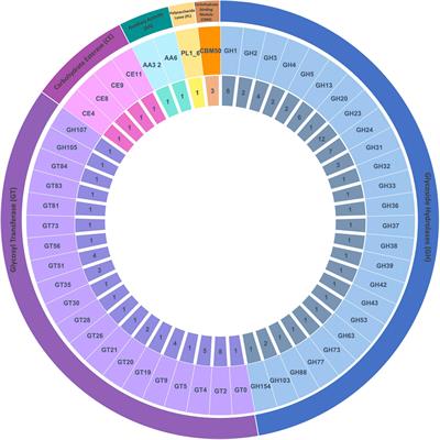 Rahnella sp., a Dominant Symbiont of the Core Gut Bacteriome of Dendroctonus Species, Has Metabolic Capacity to Degrade Xylan by Bifunctional Xylanase-Ferulic Acid Esterase